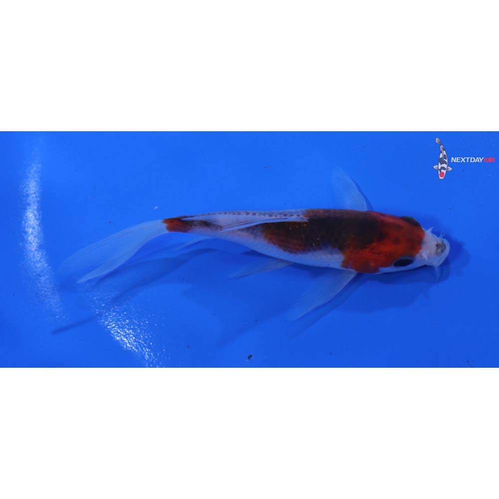 4” Imported Goshiki Butterfly Koi