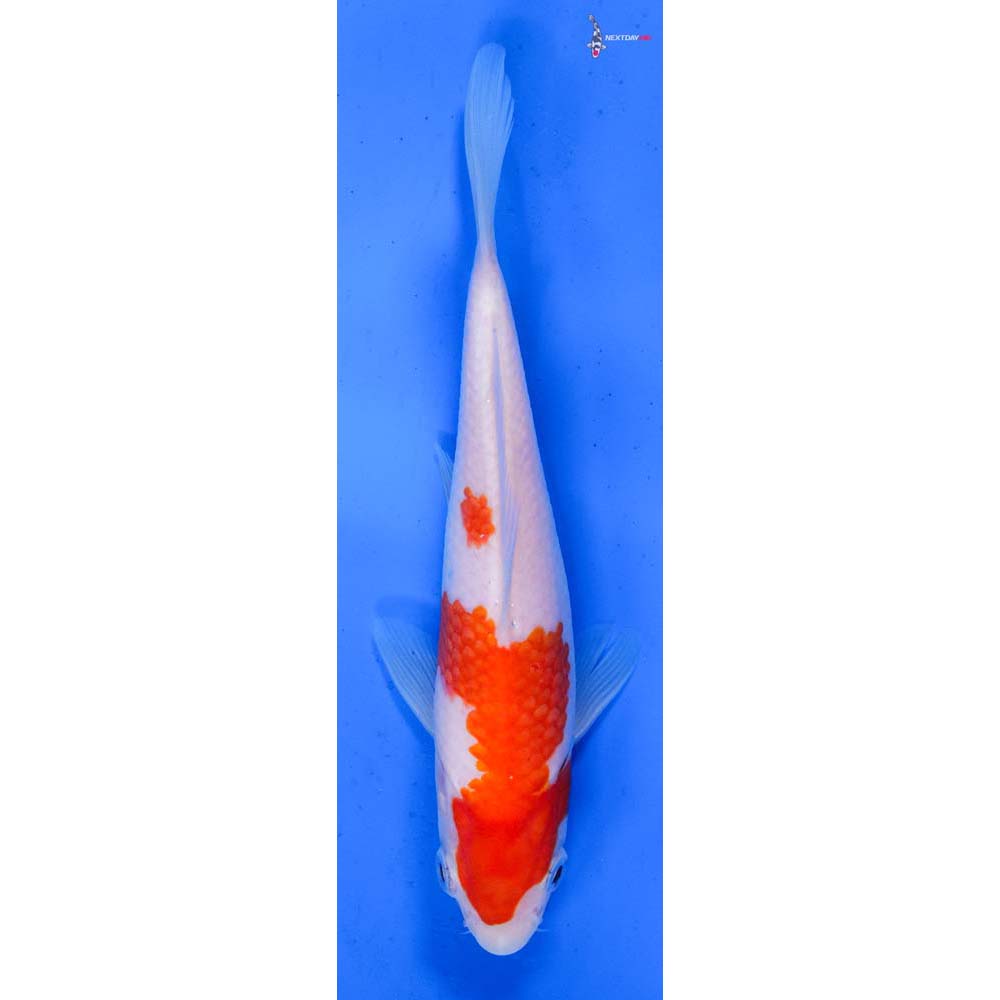 7” Imported Kohaku