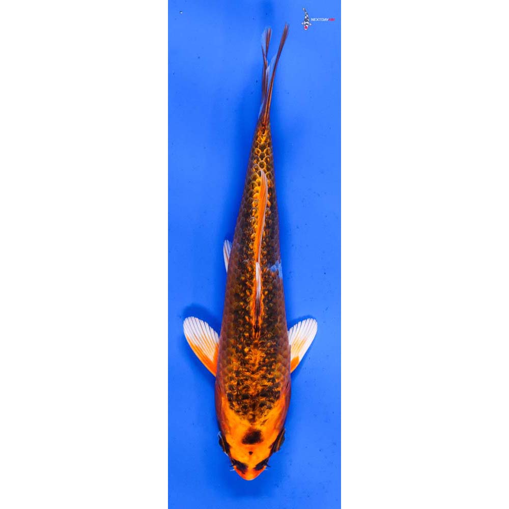 7” Imported Gin Rin Kujaku