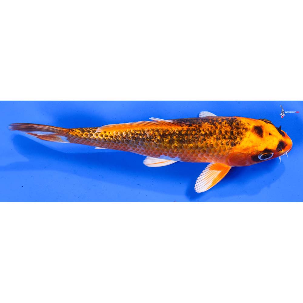 7” Imported Gin Rin Kujaku