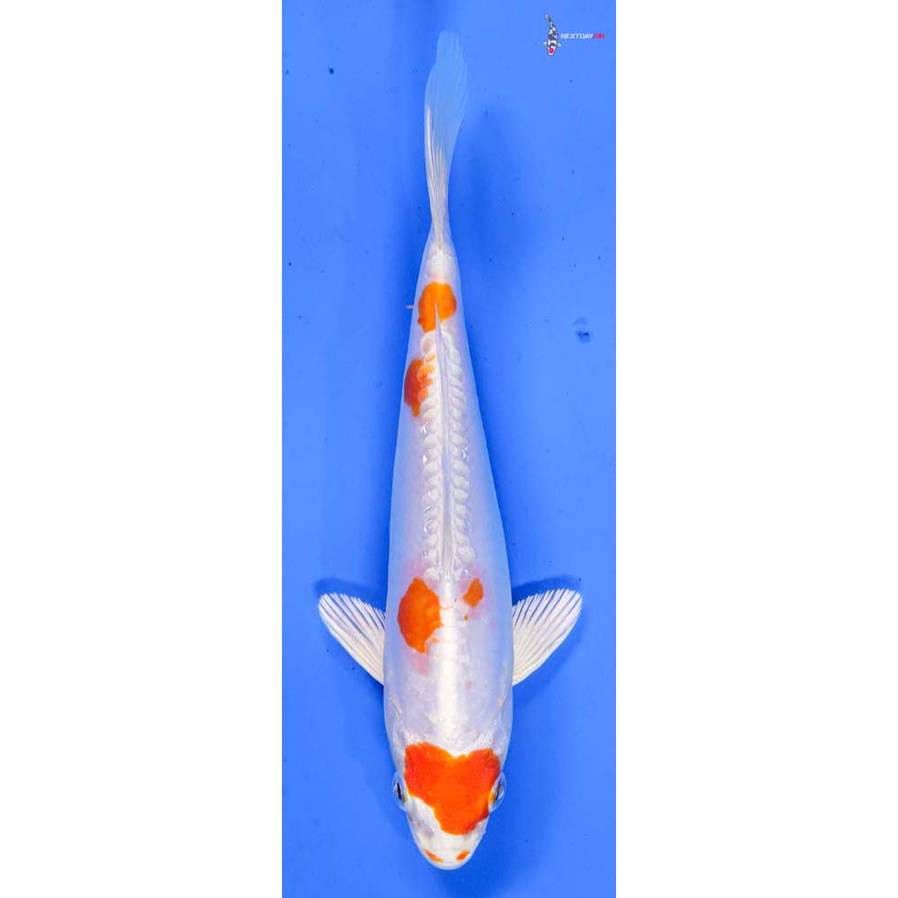 7” Imported Kikusui