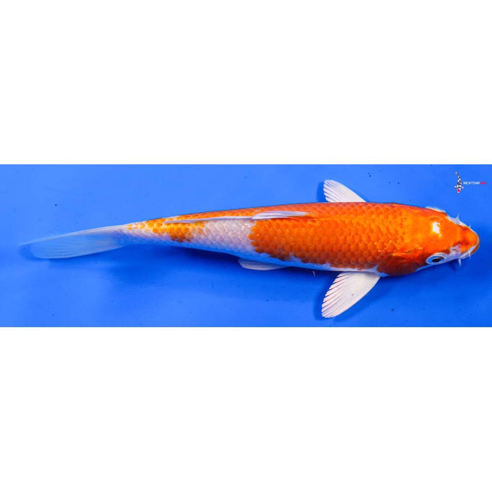 8” Imported Hariwake