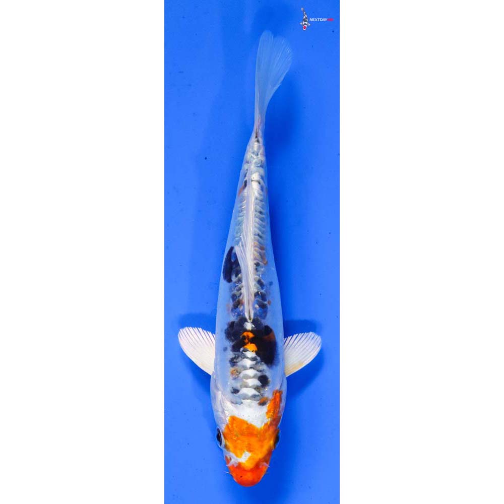 6.5” Imported Heisei Nishiki