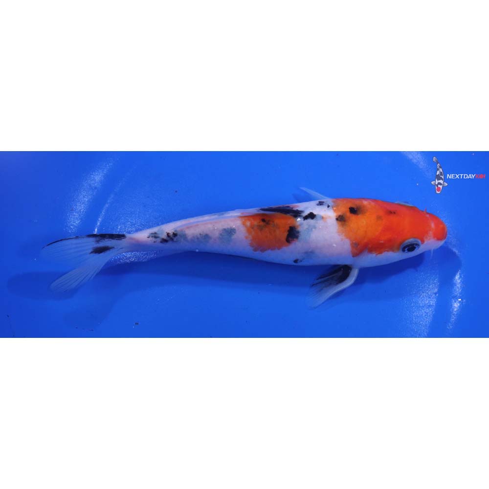 6.5” Imported Sanke