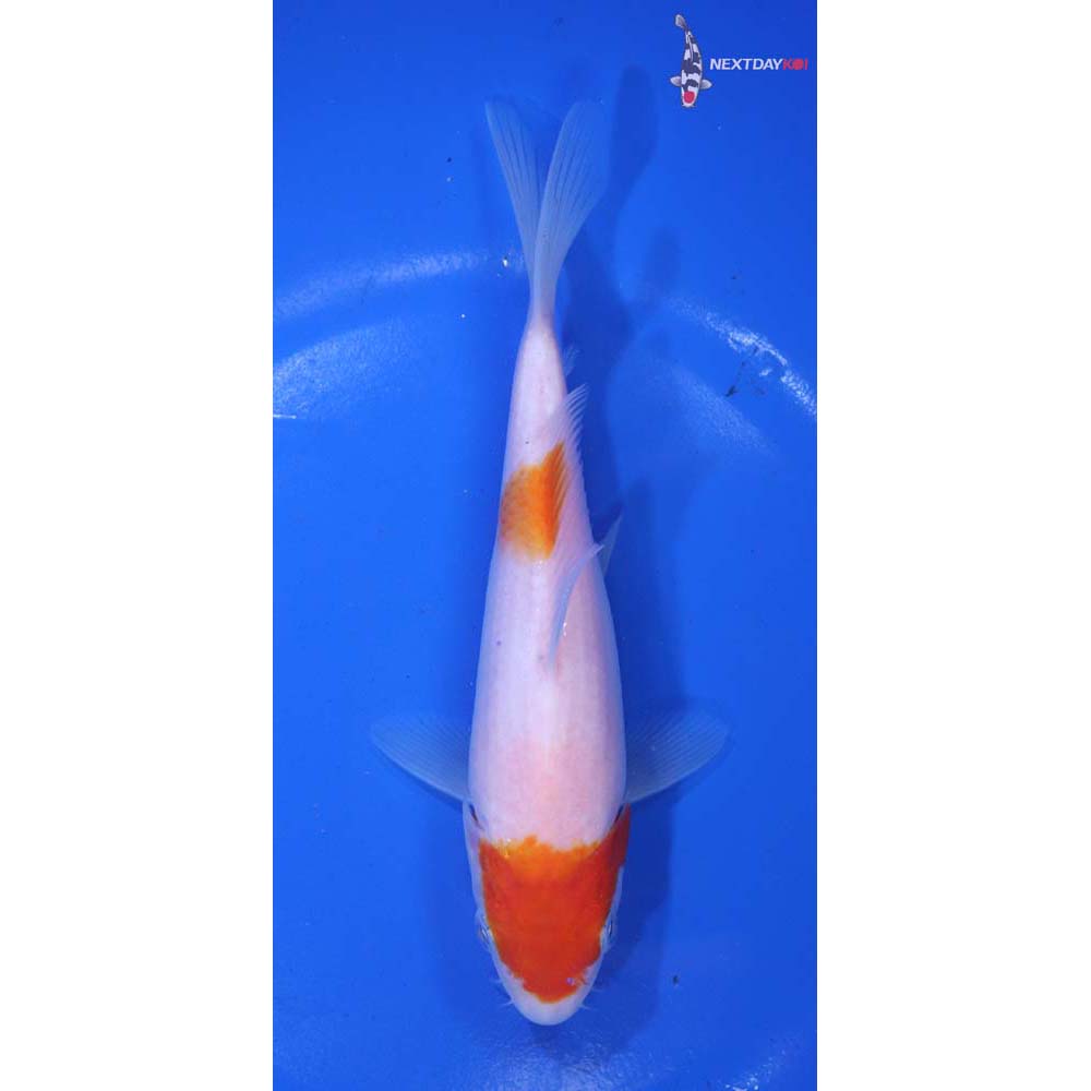 6.5” Imported Kohaku