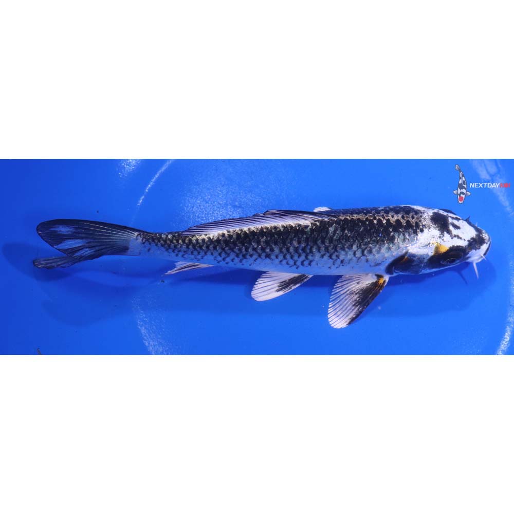 6.5” Imported Kujaku