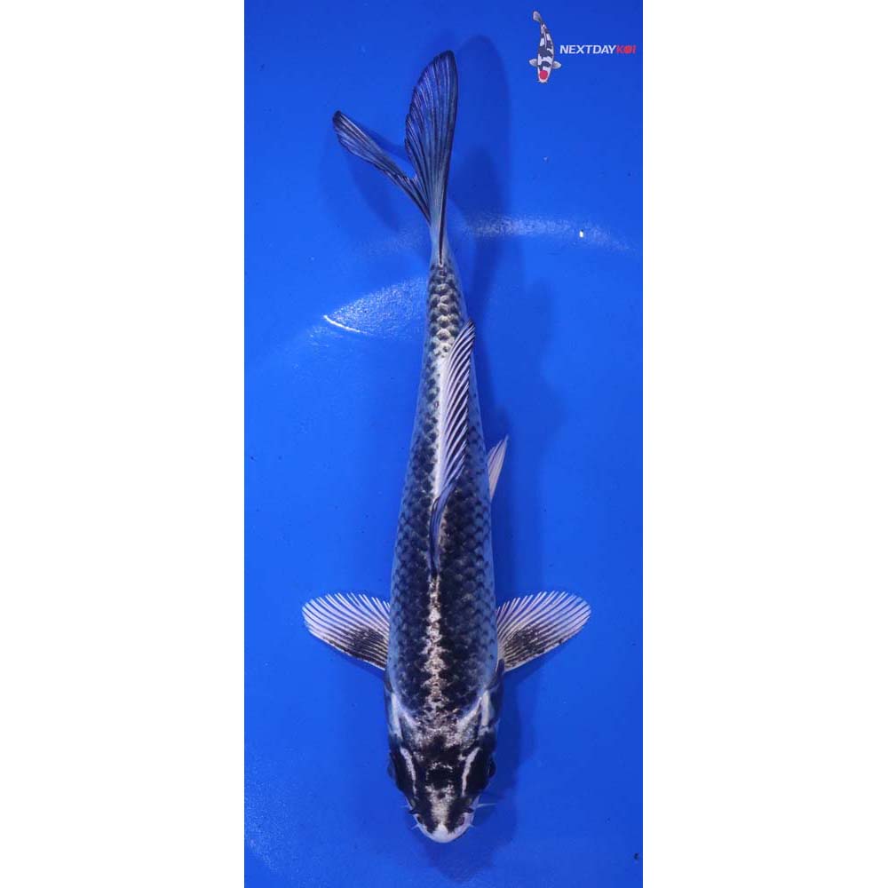 6” Imported Gin Matsuba