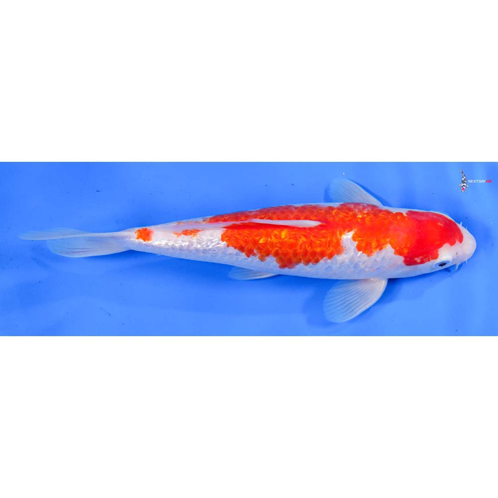 9” Imported Gin Rin Kohaku