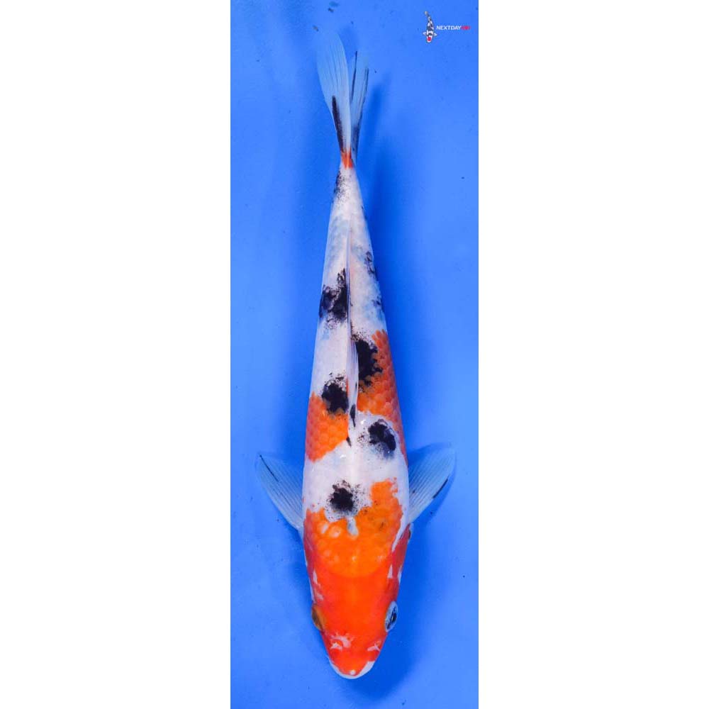 8.5” Imported Sanke