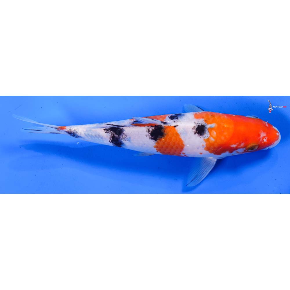 8.5” Imported Sanke