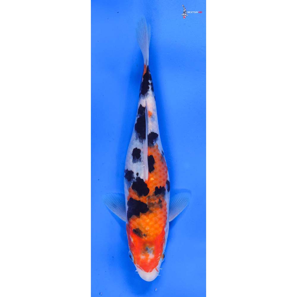 8.5” Imported Sanke