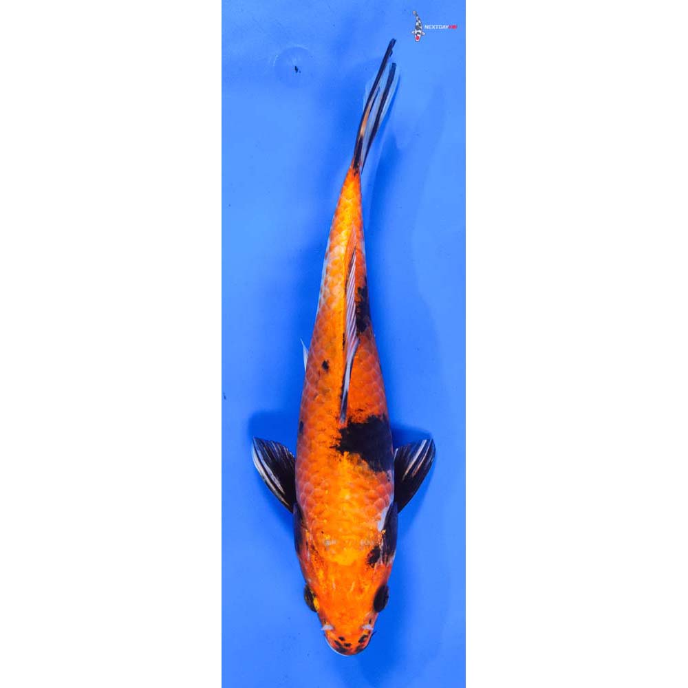 9.5” Imported Kin Showa