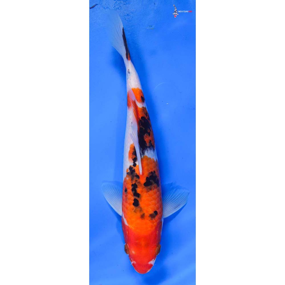 8.5” Imported Sanke