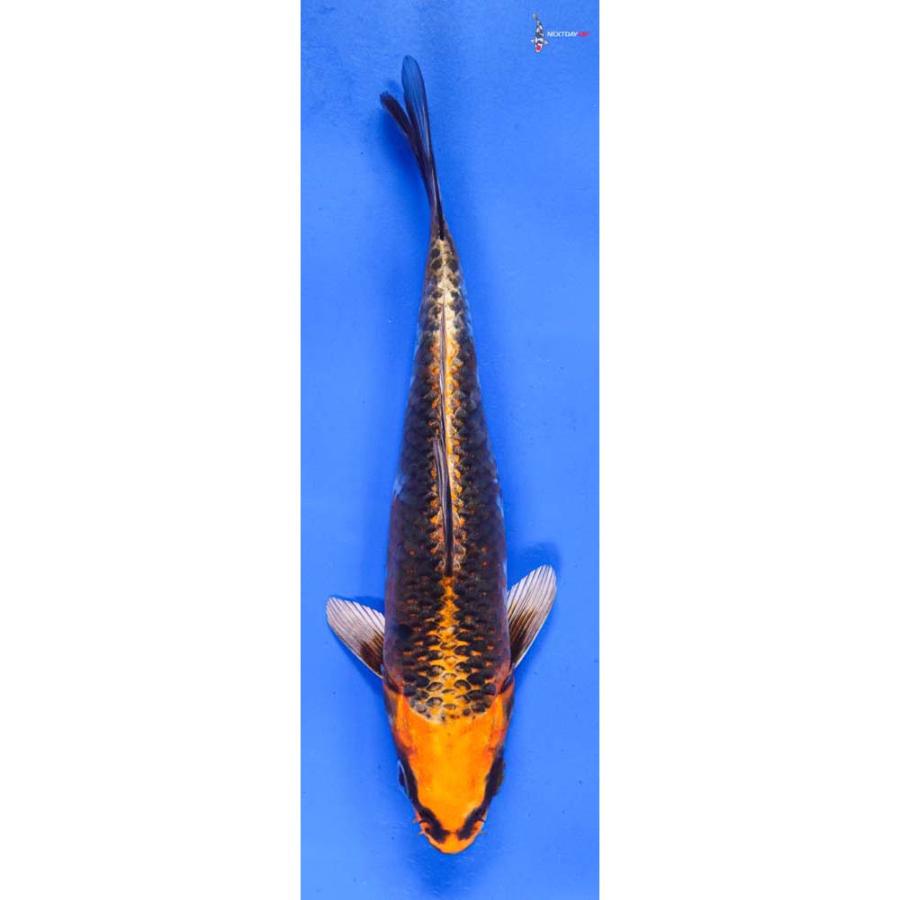 8” Imported Kujaku