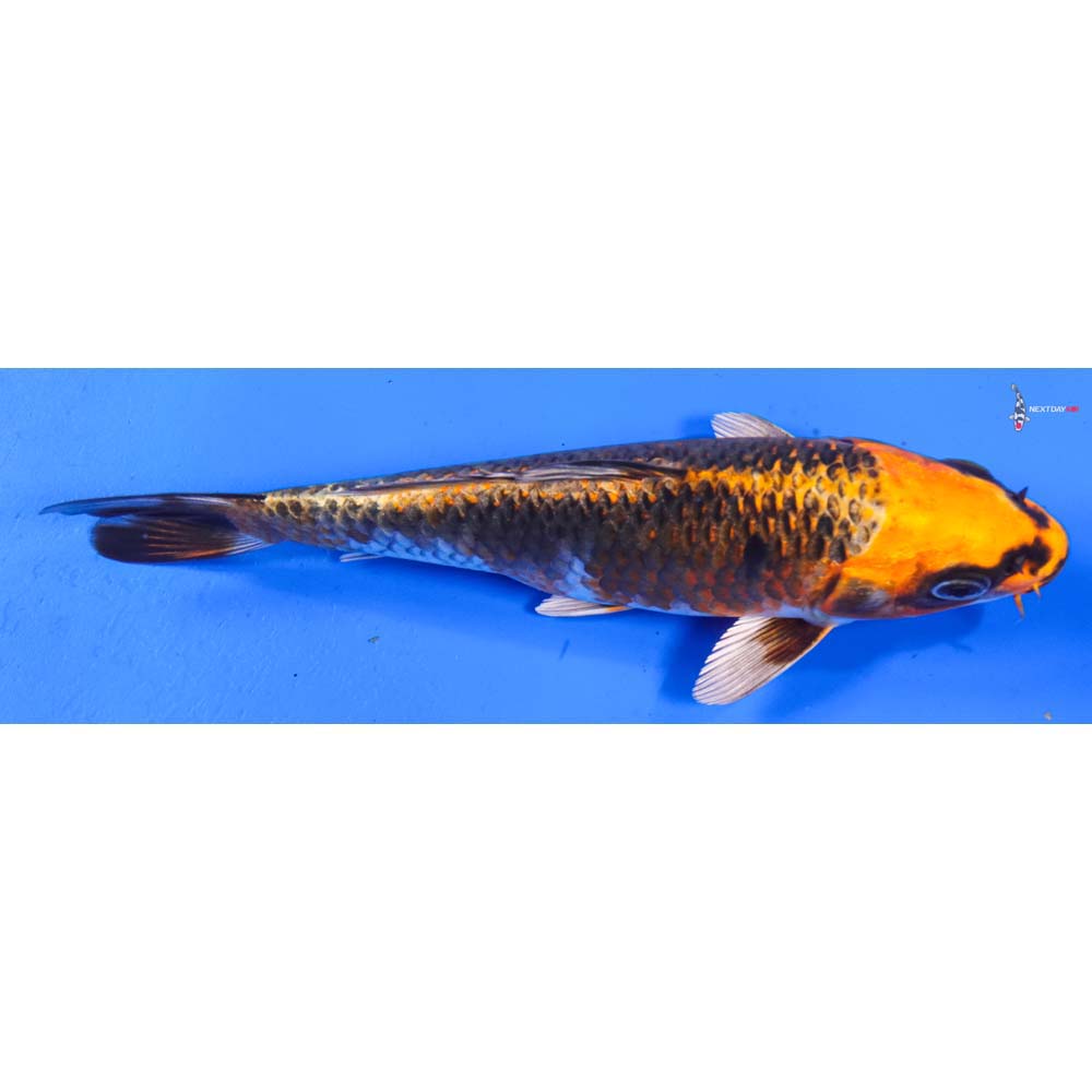 8” Imported Kujaku