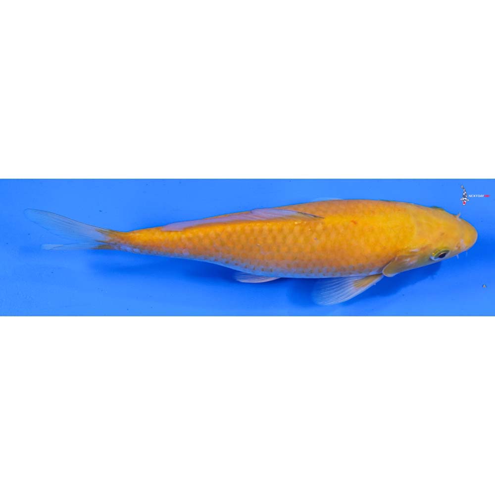 8” Imported Chagoi