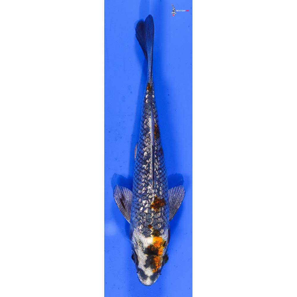 5” Imported Gin Rin Kujaku