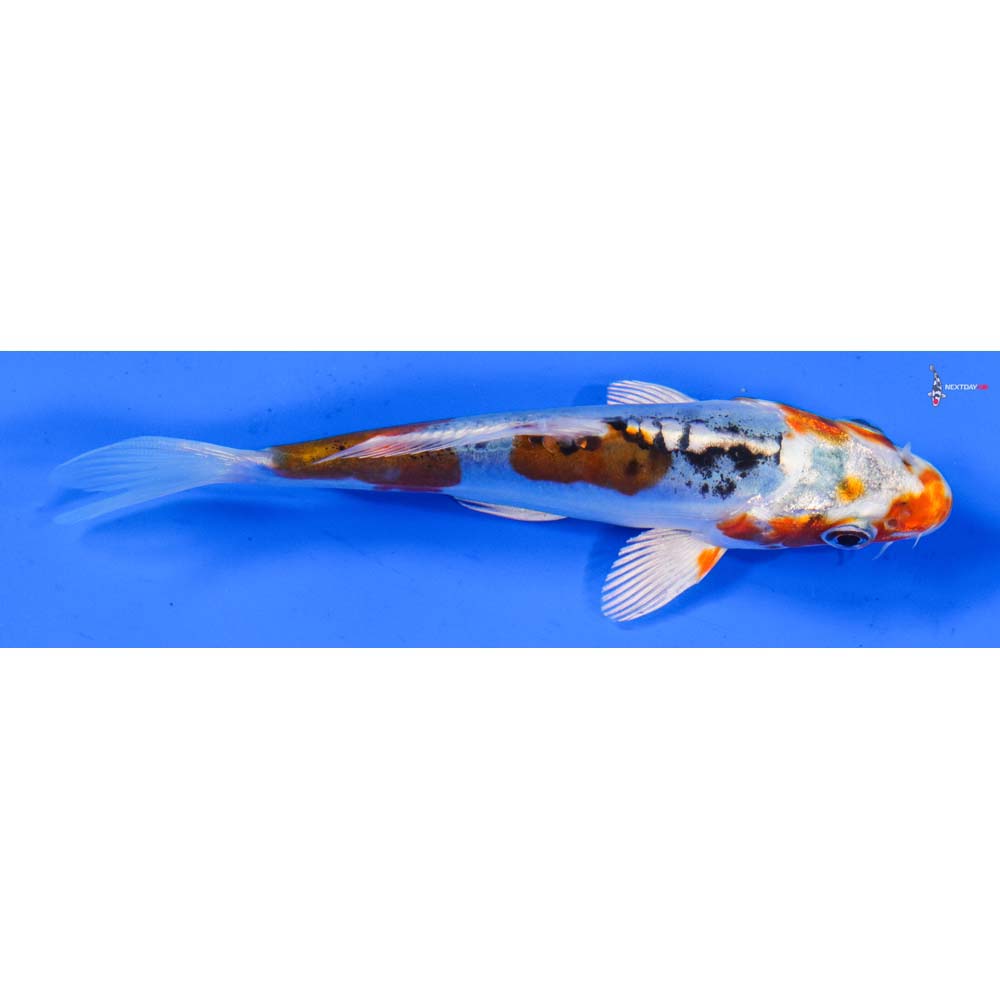 5” Imported Heisei Nishiki