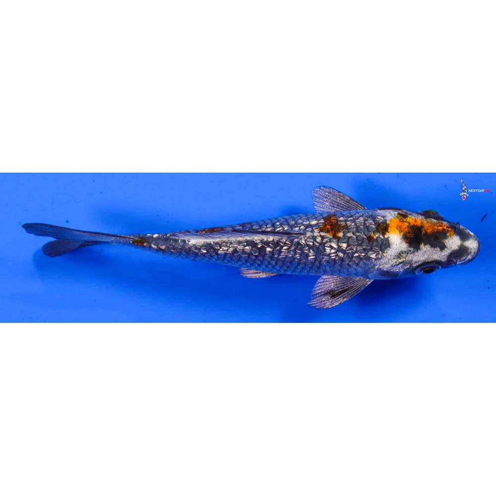 5” Imported Gin Rin Kujaku