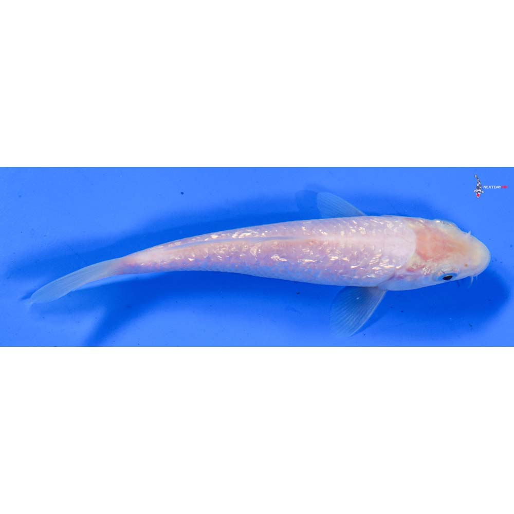 5.5” Imported Gin Rin Shiro Muji