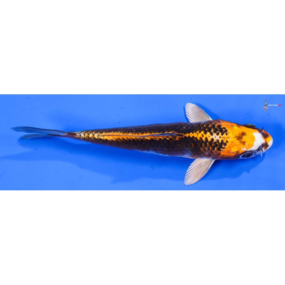 5.5” Imported Kujaku