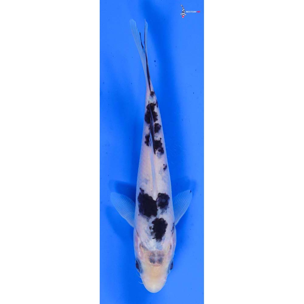 5.5” Imported Shiro Bekko