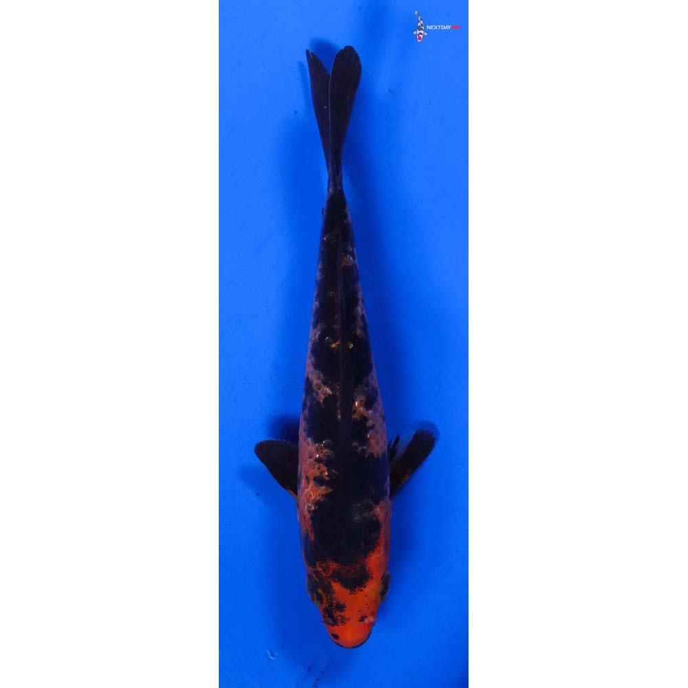 5.5” Imported Gin Rin Aka Bekko