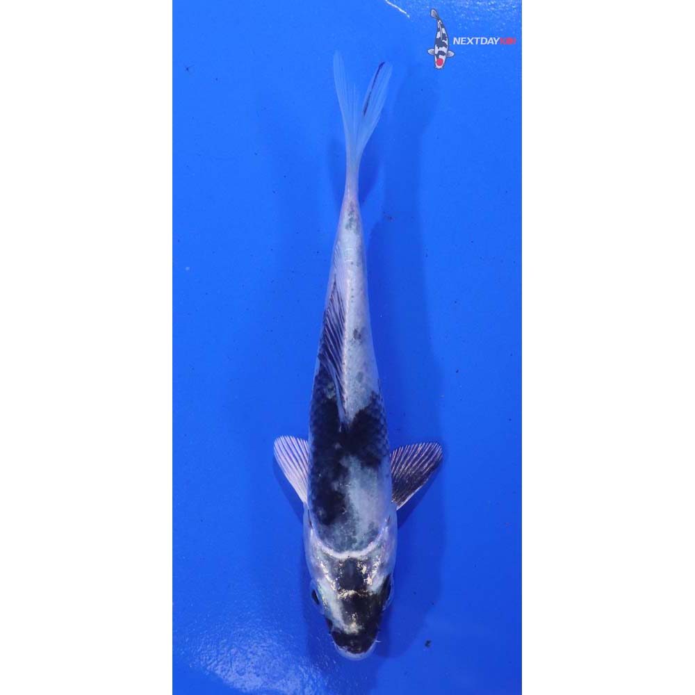 4” Imported Gin Shiro Utsuri