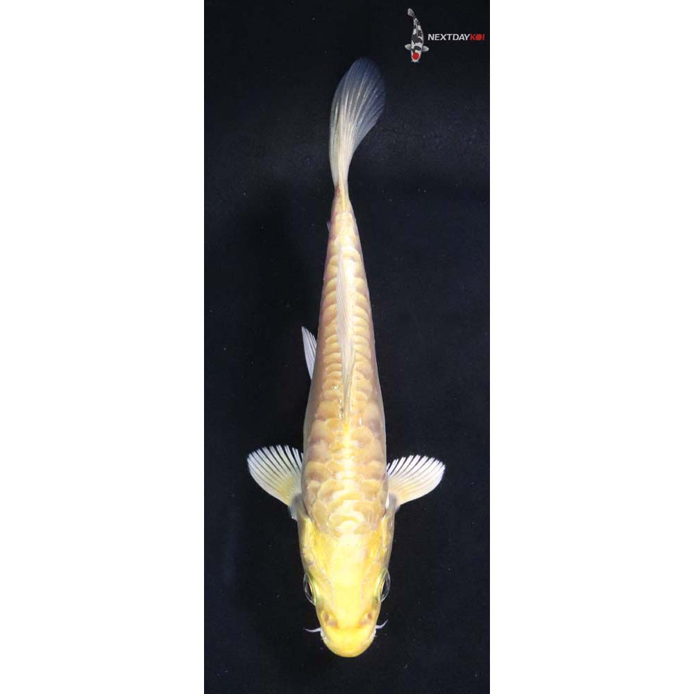 4” Imported Doitsu Yamabuki Ogon