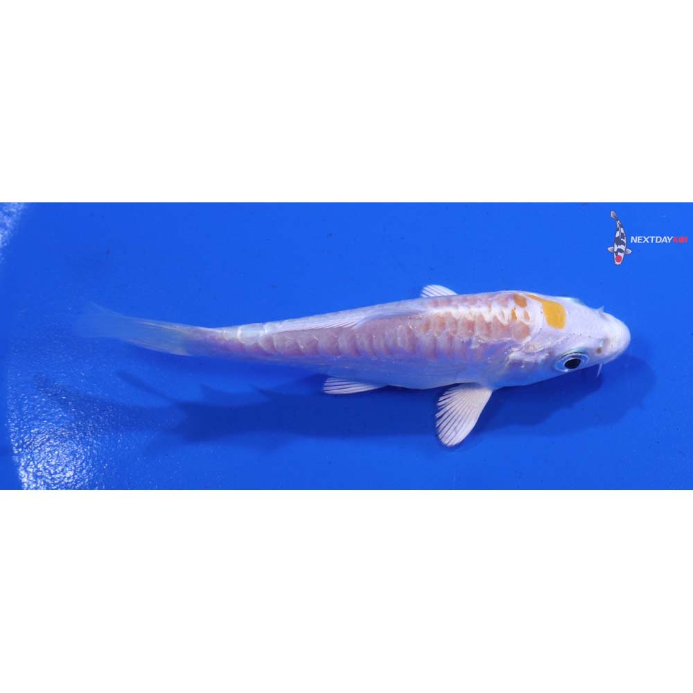 4” Imported Armor Scaled Lemon Hariwake