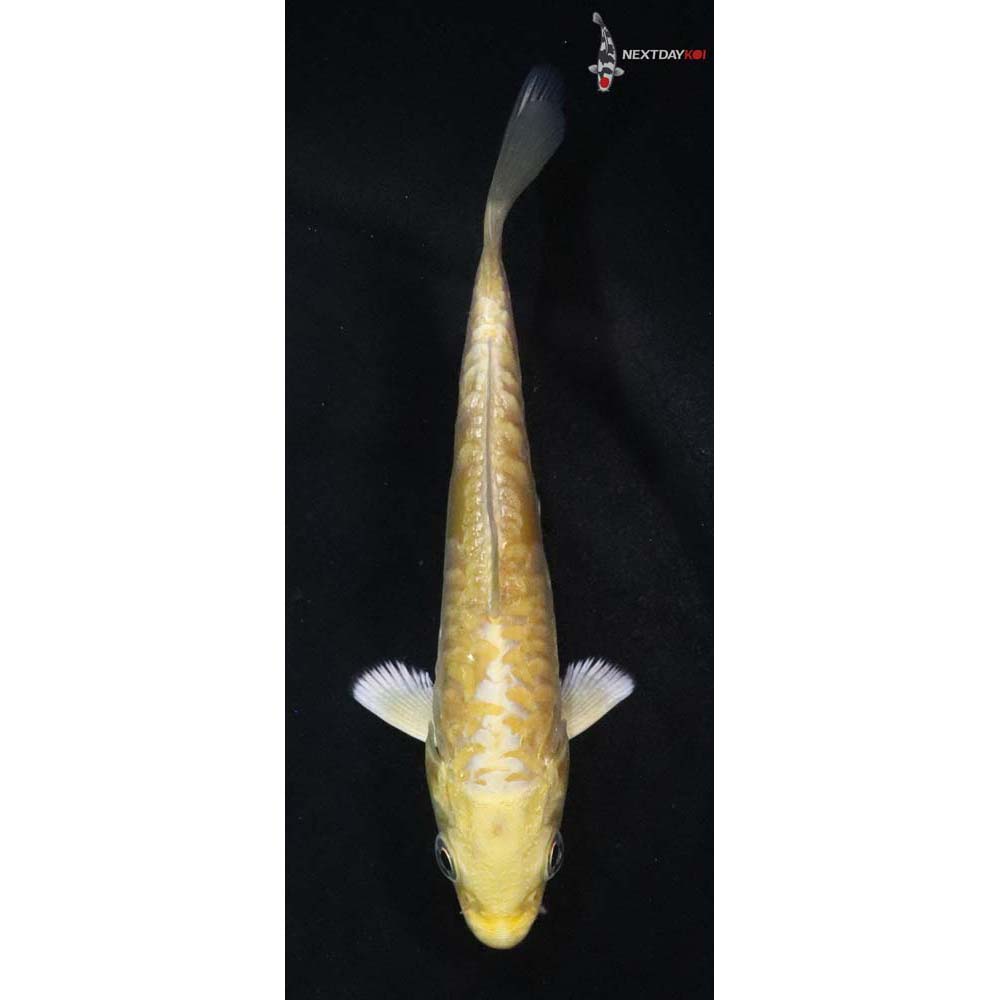 4” Imported Doitsu Yamabuki Ogon