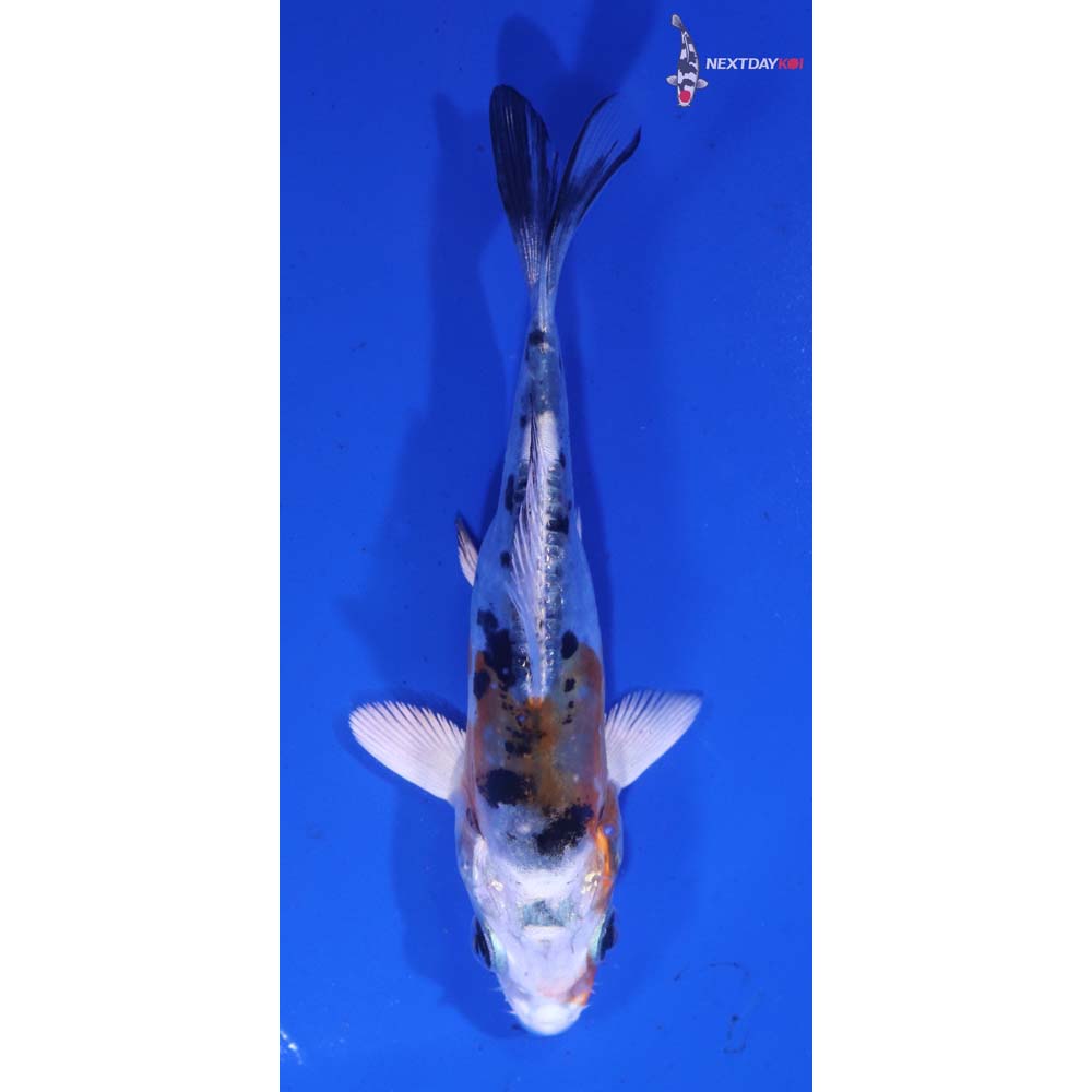 4” Imported Heisei Nishiki