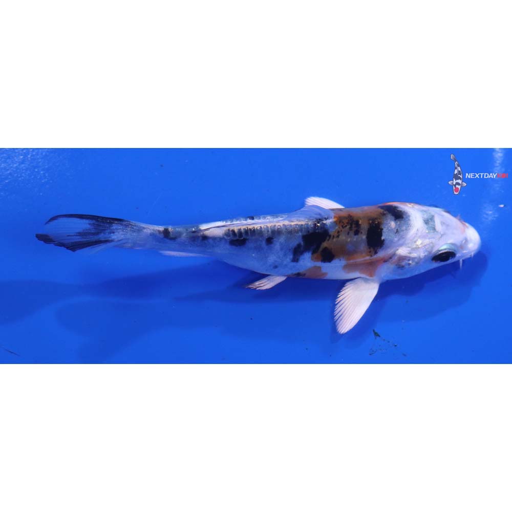 4” Imported Heisei Nishiki