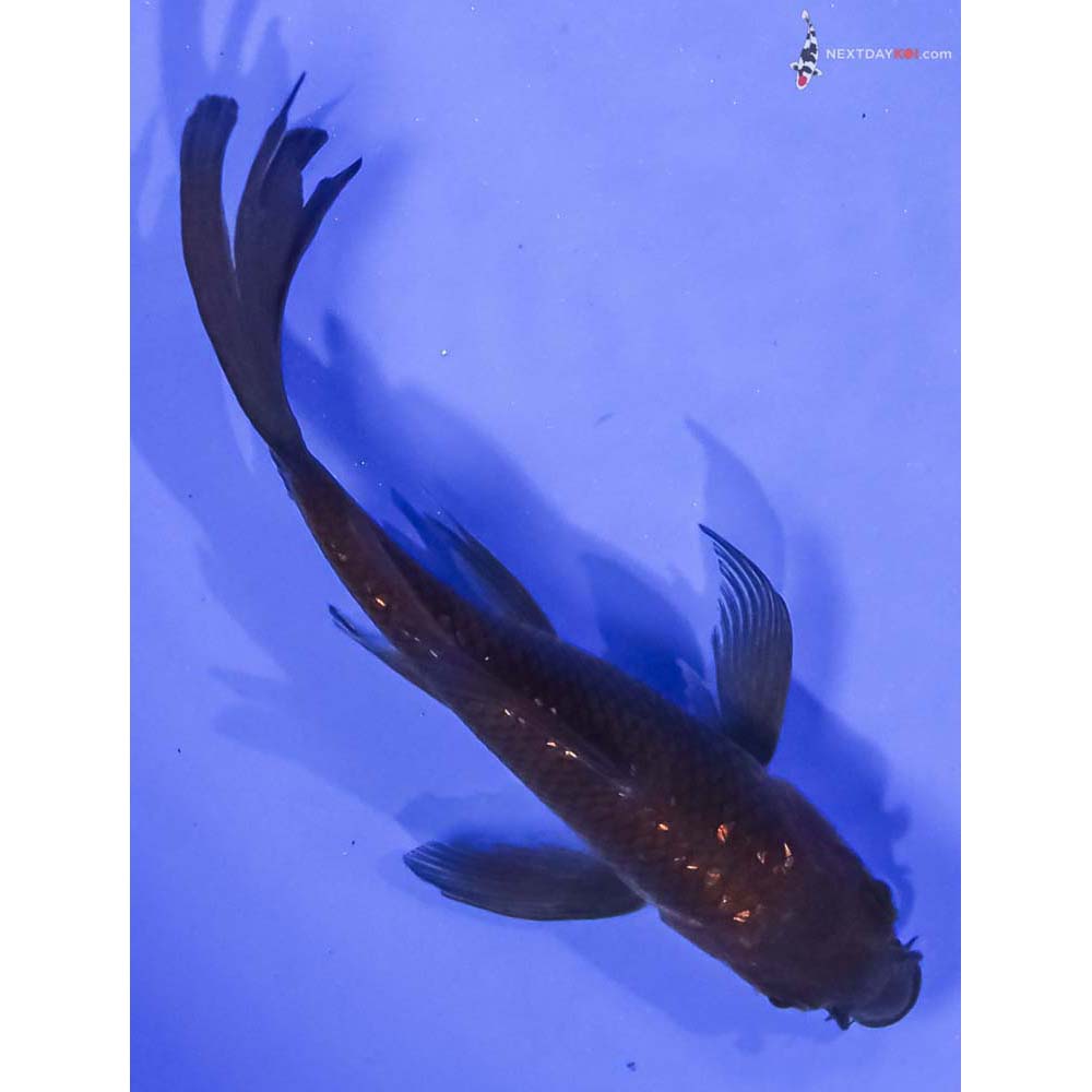 4” Imported Chagoi Butterfly Koi