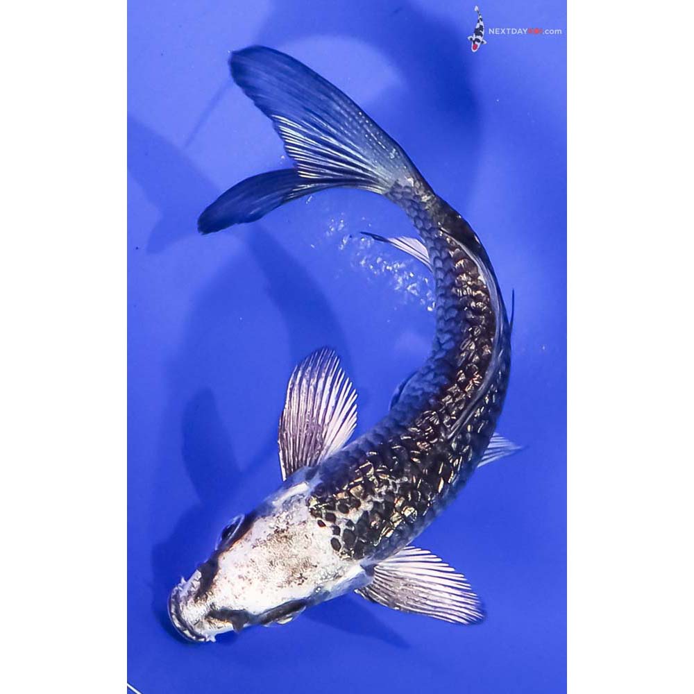 4” Imported Gin Rin Gin Matsuba Butterfly Koi