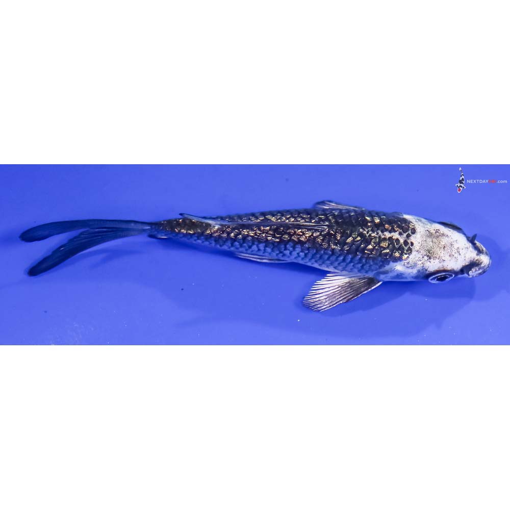 4” Imported Gin Rin Gin Matsuba Butterfly Koi