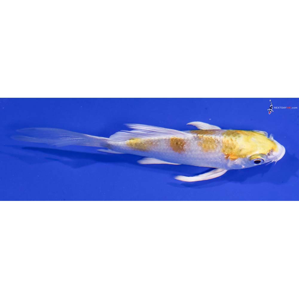4” Imported Lemon Hariwake Butterfly Koi