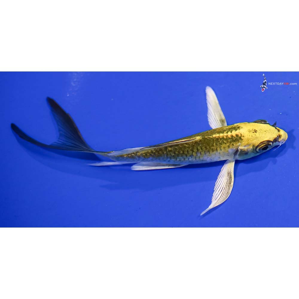4.5” Imported Kujaku Butterfly Koi