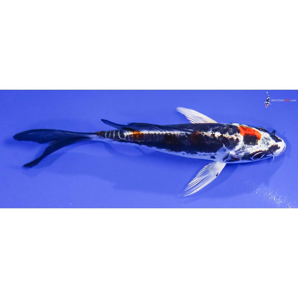 4.5” Imported Kin Kikokuryu Butterfly Koi