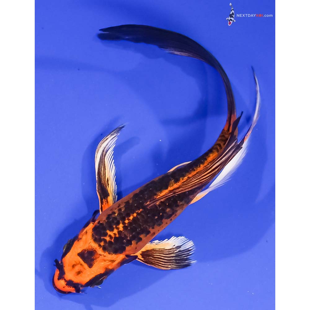 6” Imported Orenji Matsuba Butterfly Koi