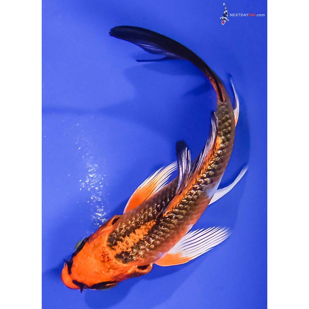 4” Imported Gin Rin Kujaku Butterfly Koi