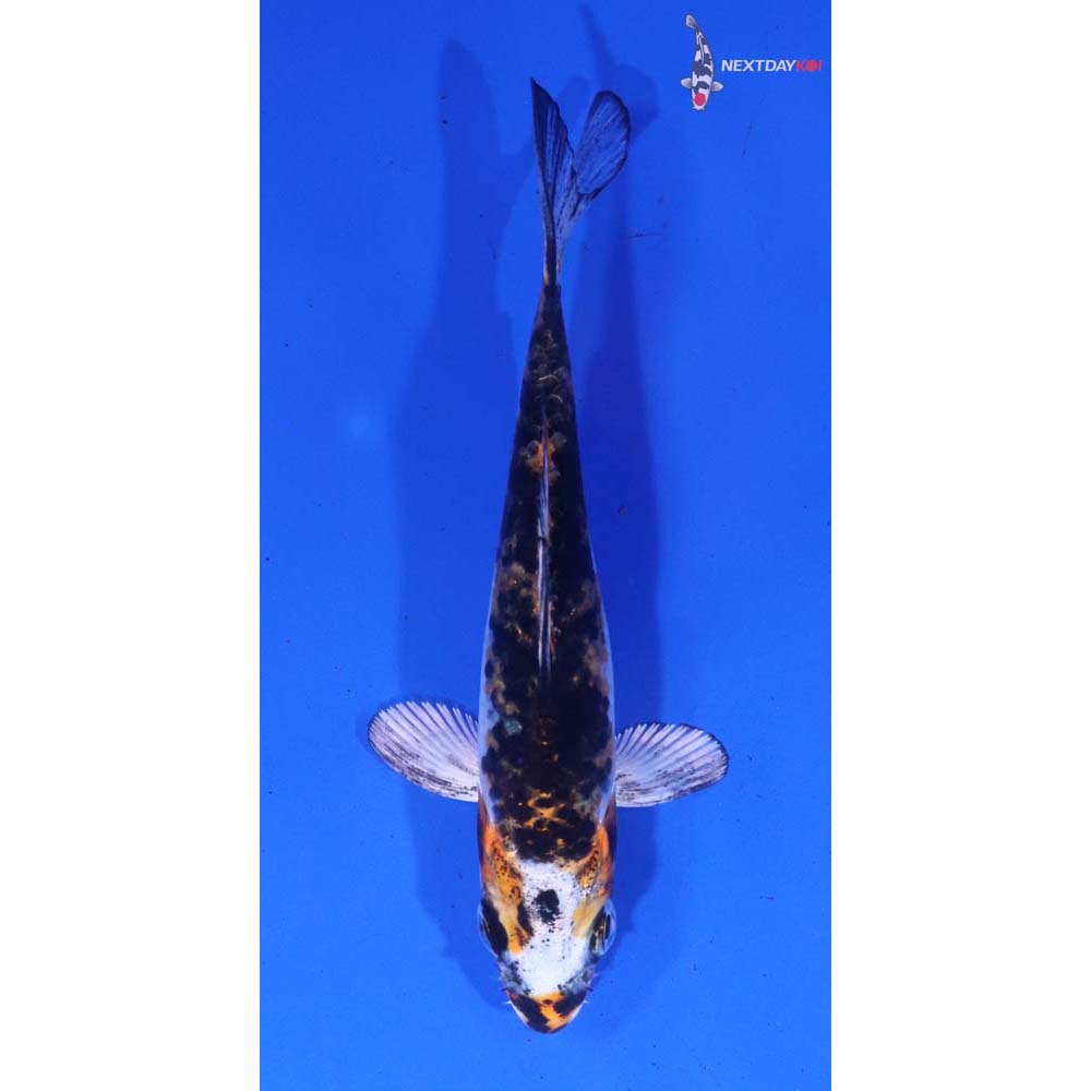 4” Imported Heisei Nishiki