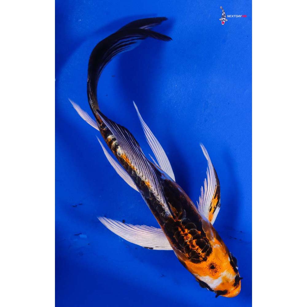 5.5” Imported Kin Kikokuryu Butterfly Koi