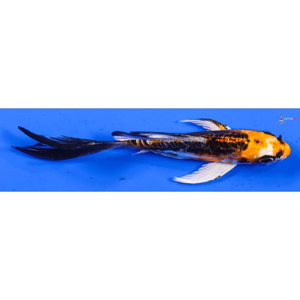 5.5” Imported Kin Kikokuryu Butterfly Koi