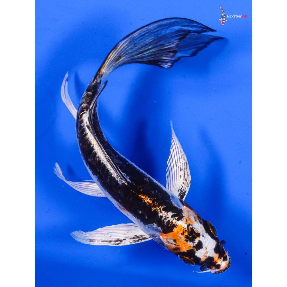 5.5” Imported Kin Kikokuryu Butterfly Koi