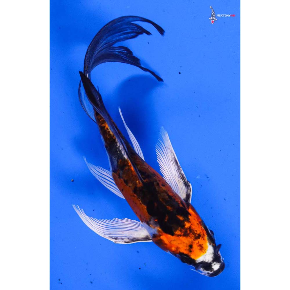5” Imported Doitsu Kujaku Butterfly Koi