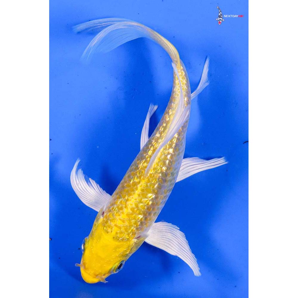 5.5” Imported Gin Rin Lemon Hariwake Butterfly Koi