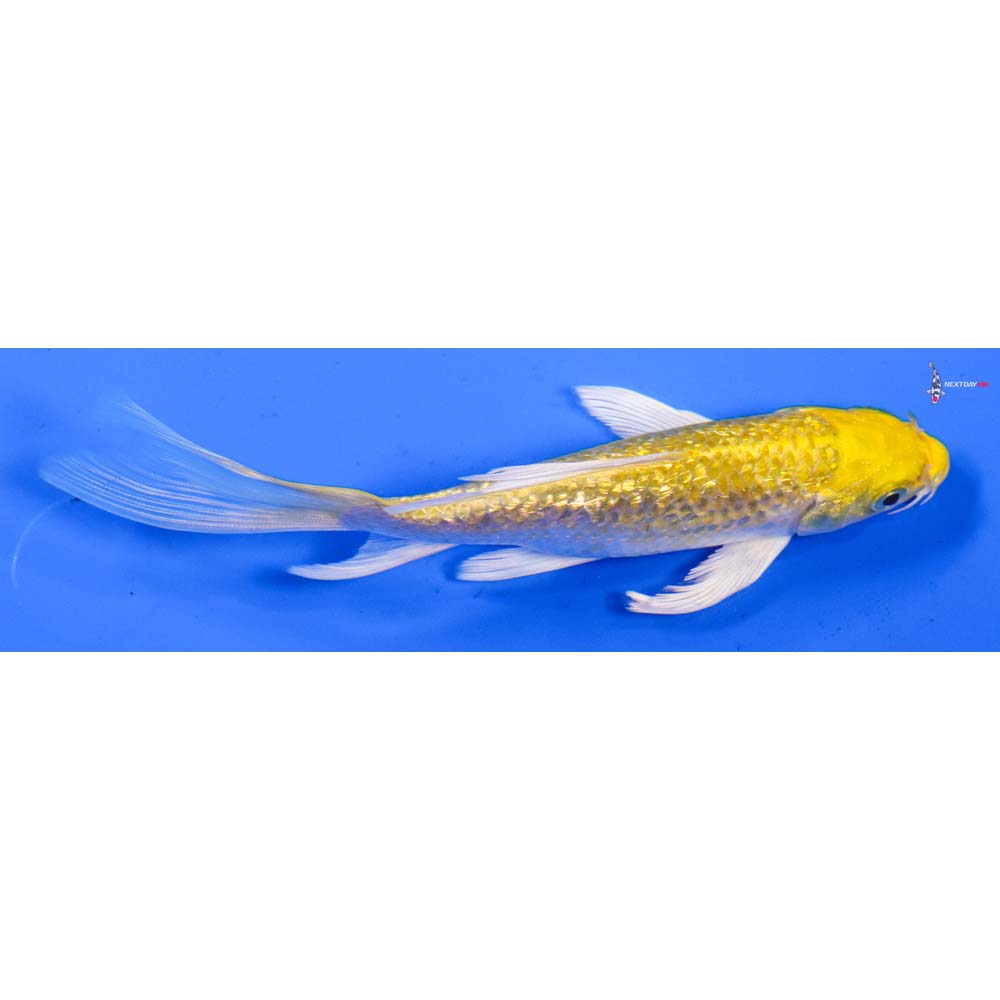 5.5” Imported Gin Rin Lemon Hariwake Butterfly Koi