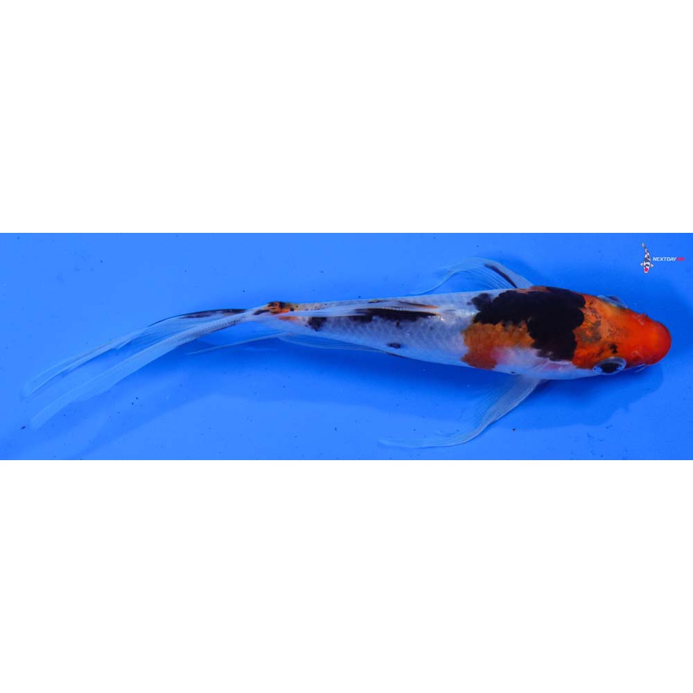 6” Imported Sanke Butterfly Koi