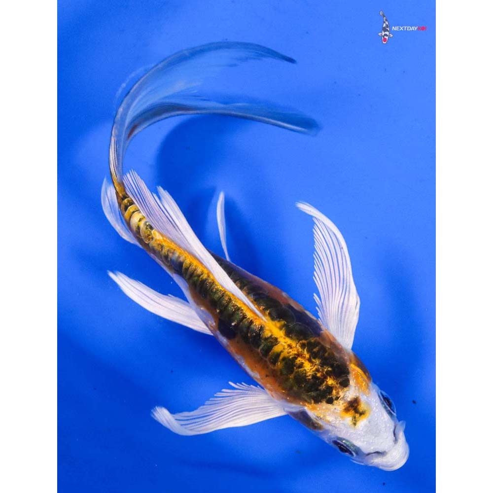6” Imported Doitsu Kujaku Butterfly Koi